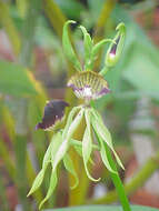 Слика од Prosthechea cochleata (L.) W. E. Higgins