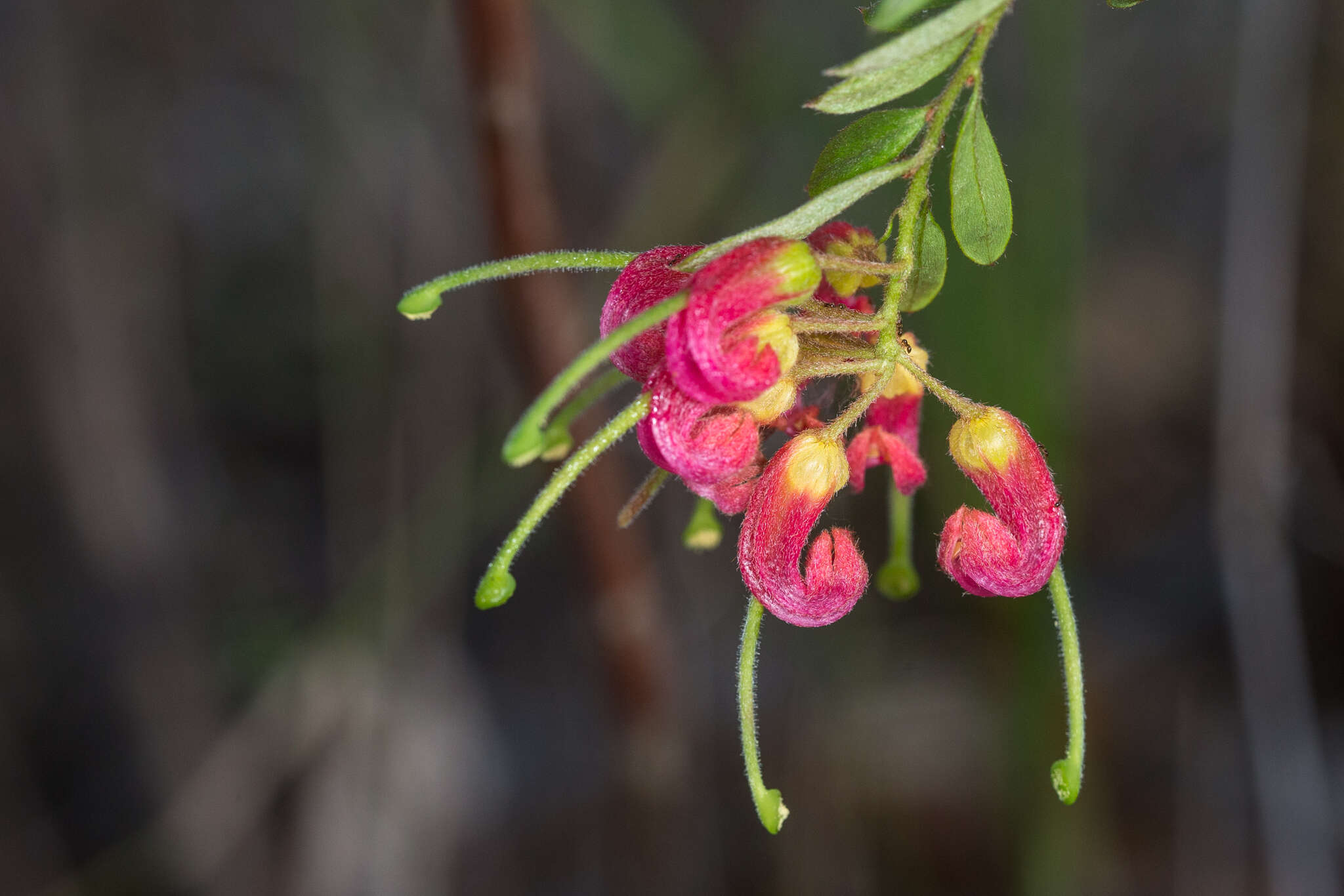 Image of Grevillea banyabba P. M. Olde & N. R. Marriott