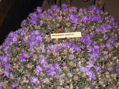 صورة Rhododendron impeditum I. B. Balf. & W. W. Smith