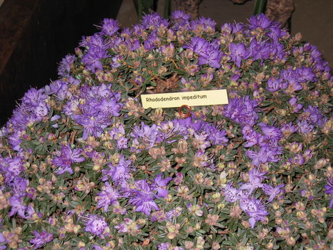Image of <i>Rhododendron impeditum</i> I. B. Balf. & W. W. Smith
