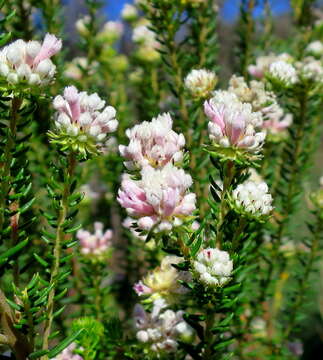 Image of Phylica lachneaeoides Pillans