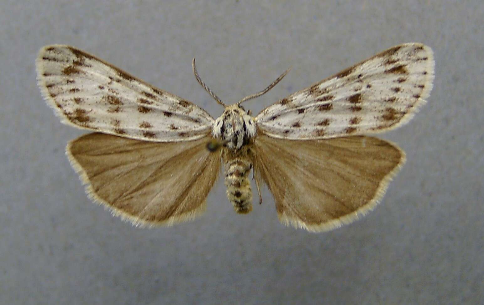 Image of Coscinia Hübner 1819