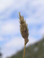 Image of blue moor grass