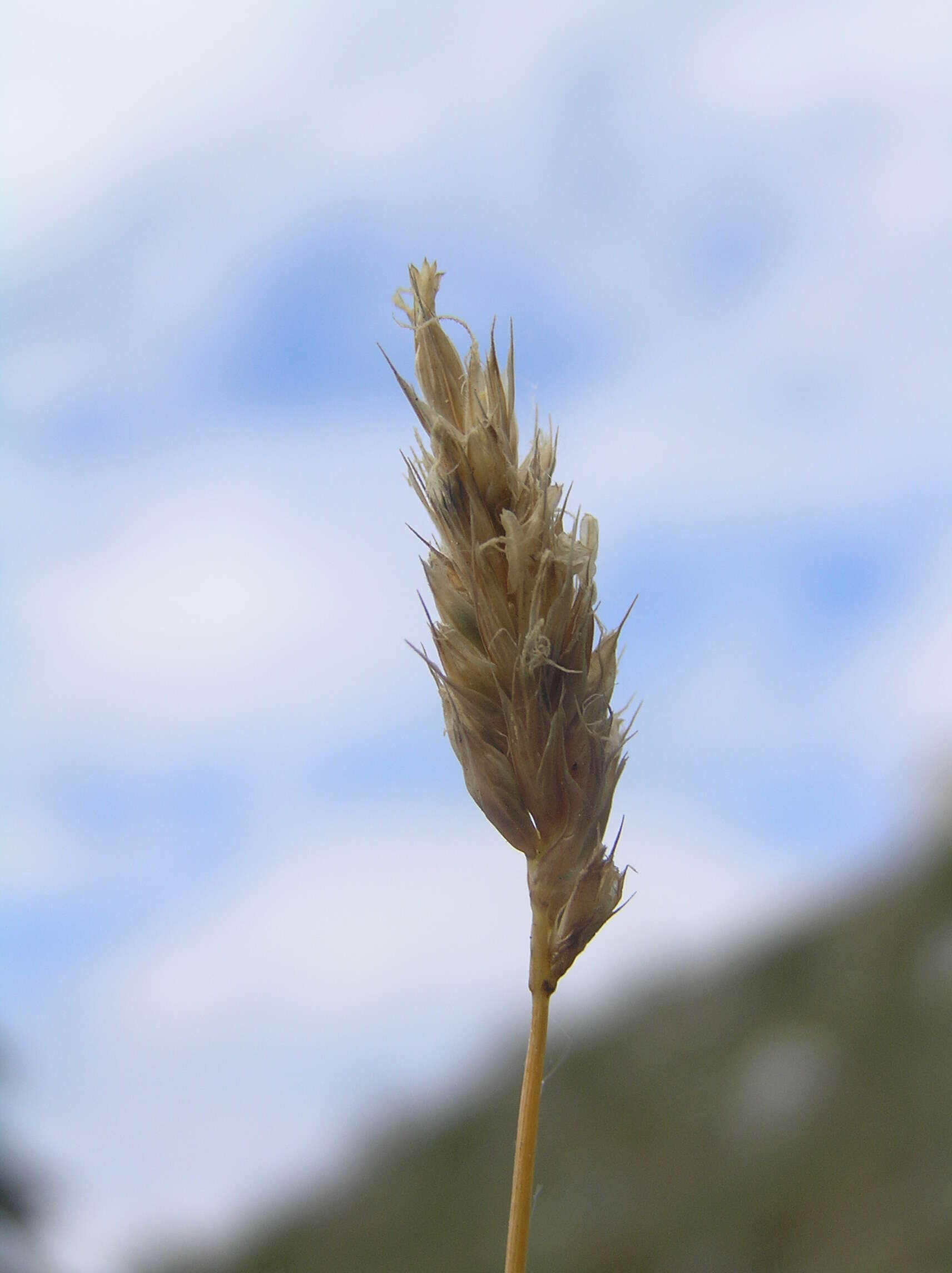 Image of blue moor grass