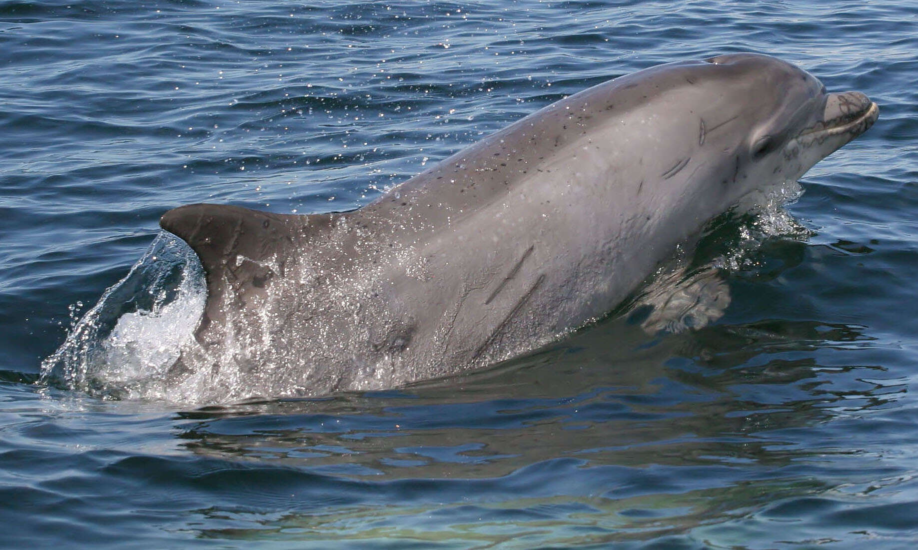 Imagem de Tursiops Gervais 1855