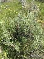 Image of silver sagebrush