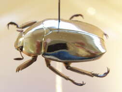 Imagem de Chrysina limbata (Rothschild & Jordan 1894)