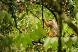 Image of Mitered Leaf-monkey; Sumatran Surili