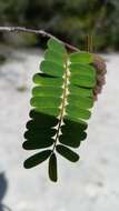 Image of Neoapaloxylon madagascariense (Drake) Rauschert