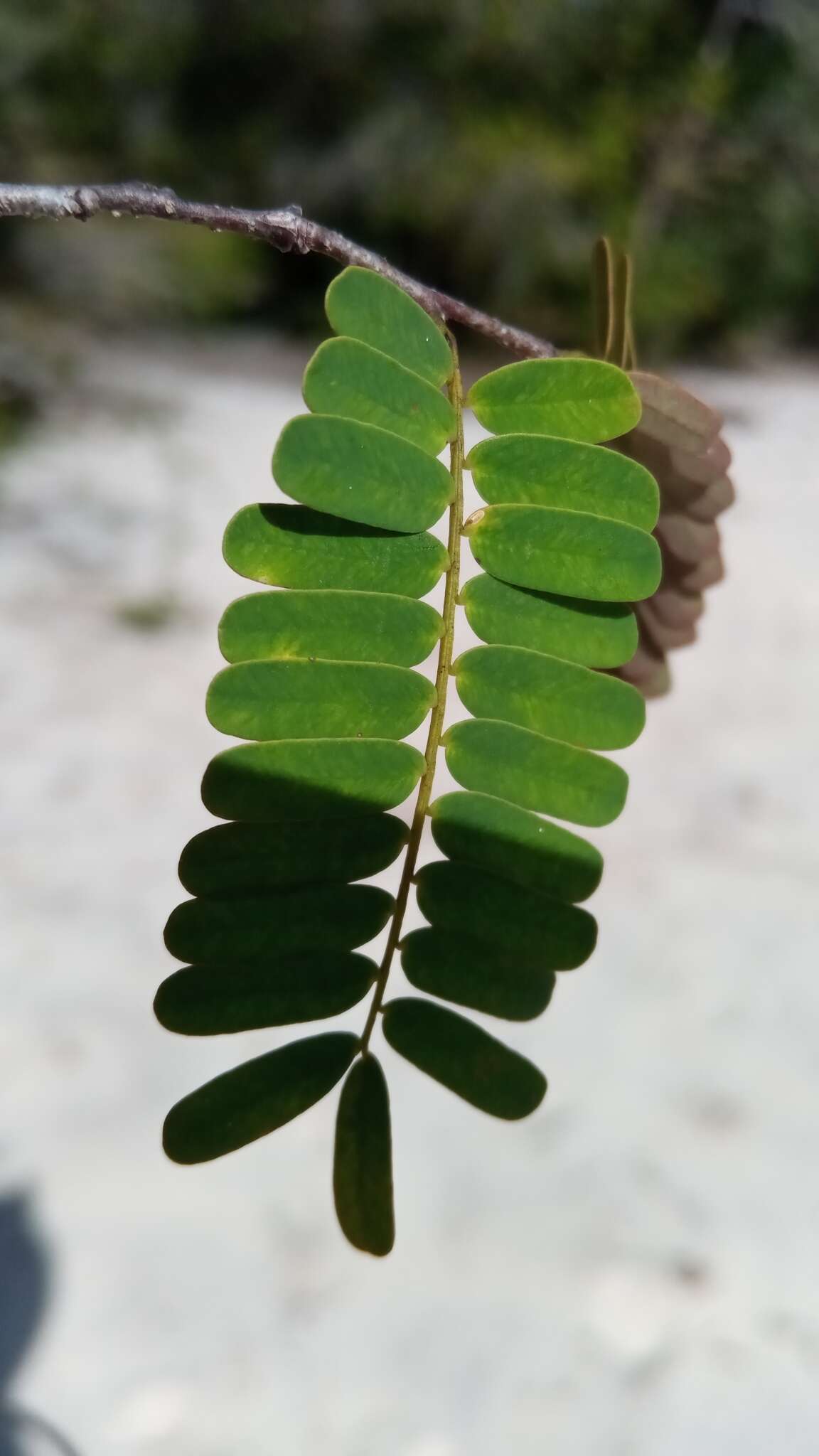 Sivun Neoapaloxylon madagascariense (Drake) Rauschert kuva