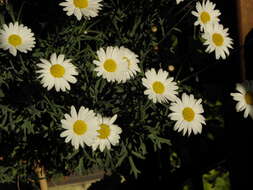 Image of marguerite