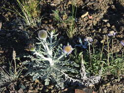 Image of Echinops humilis M. Bieb.