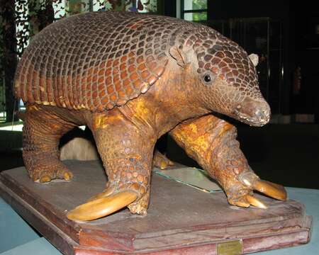 Image of giant armadillo