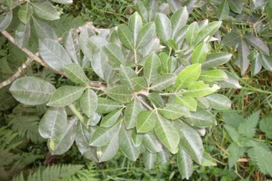 Image of Melicope micrococca (F. Müll.) T. G. Hartley