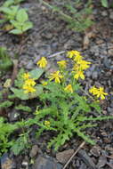 Plancia ëd Senecio leucanthemifolius subsp. caucasicus (DC.) Greuter