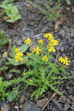 Plancia ëd Senecio leucanthemifolius subsp. caucasicus (DC.) Greuter