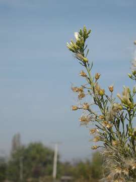 Image of Baccharis linearis (Ruiz & Pavón) Pers.