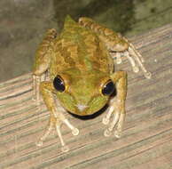 Image of Cuban Treefrog