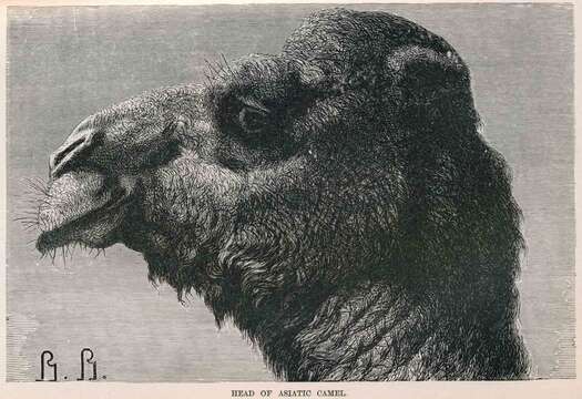 Image of Bactrian camel