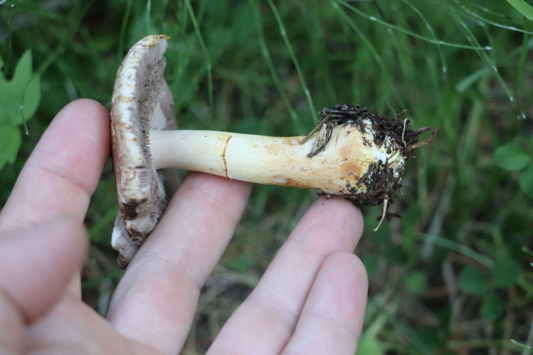 Image of Rosy Wood Mushroom