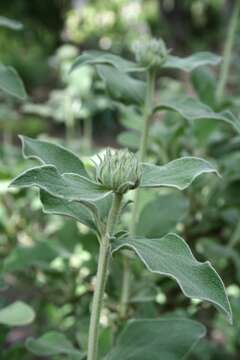 Plancia ëd Phlomis fruticosa L.