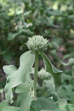 Image of shrubby Jerusalem sage