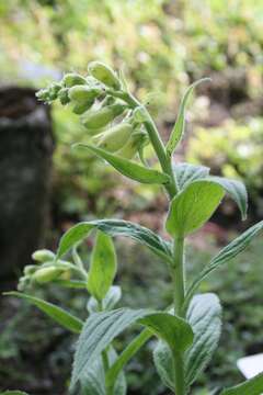 Imagem de Digitalis grandiflora Mill.