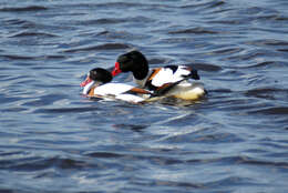 Image of shelduck, common shelduck