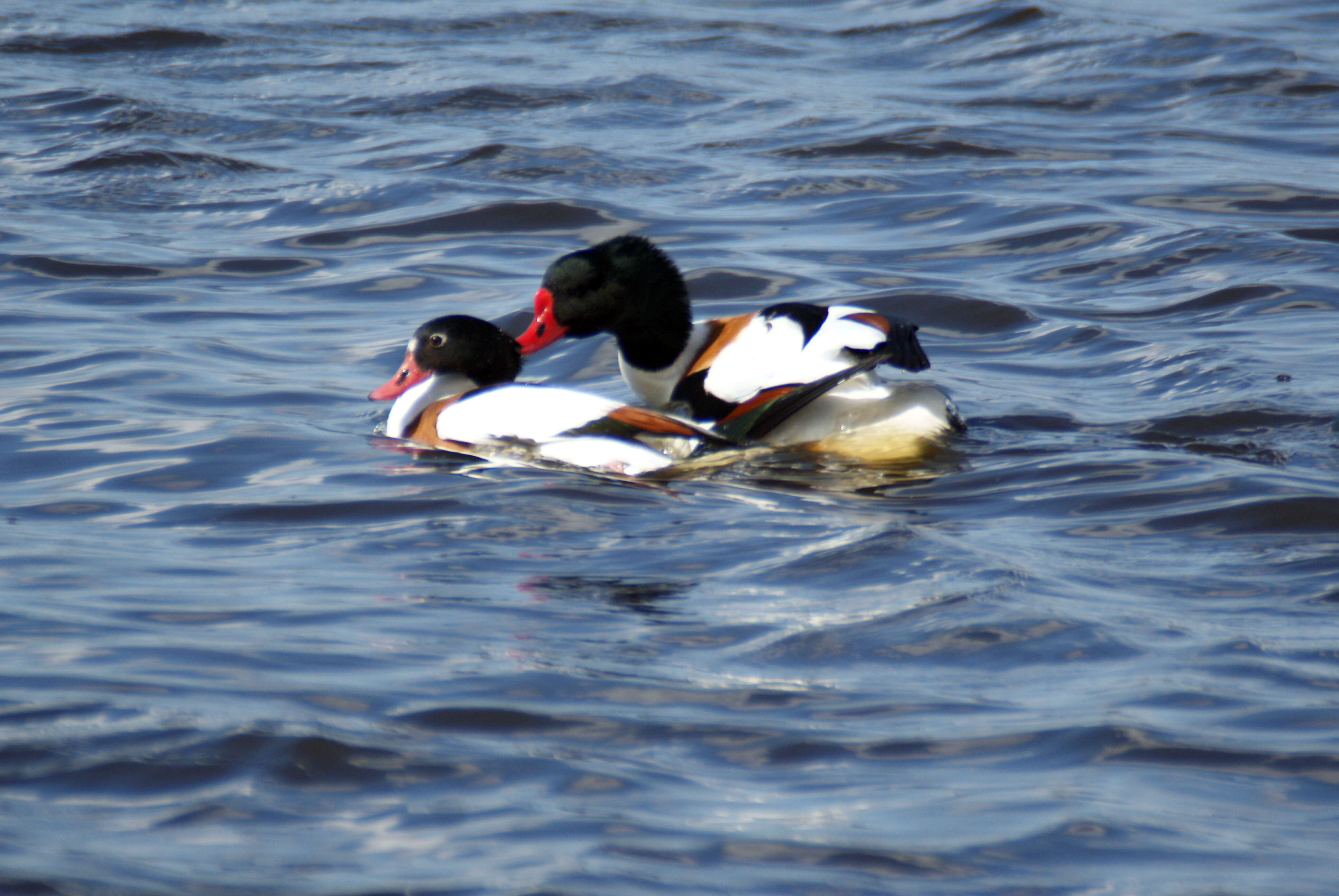 Image of shelduck, common shelduck