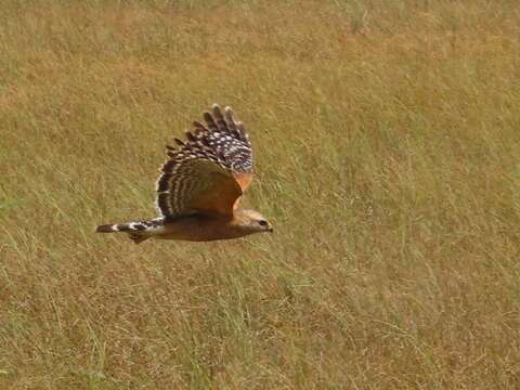 Image of Buteo lineatus extimus Bangs 1920