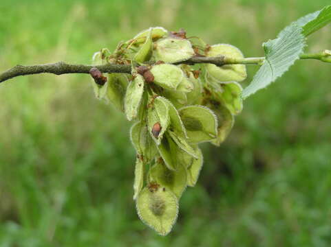 Image of Eurasian elm