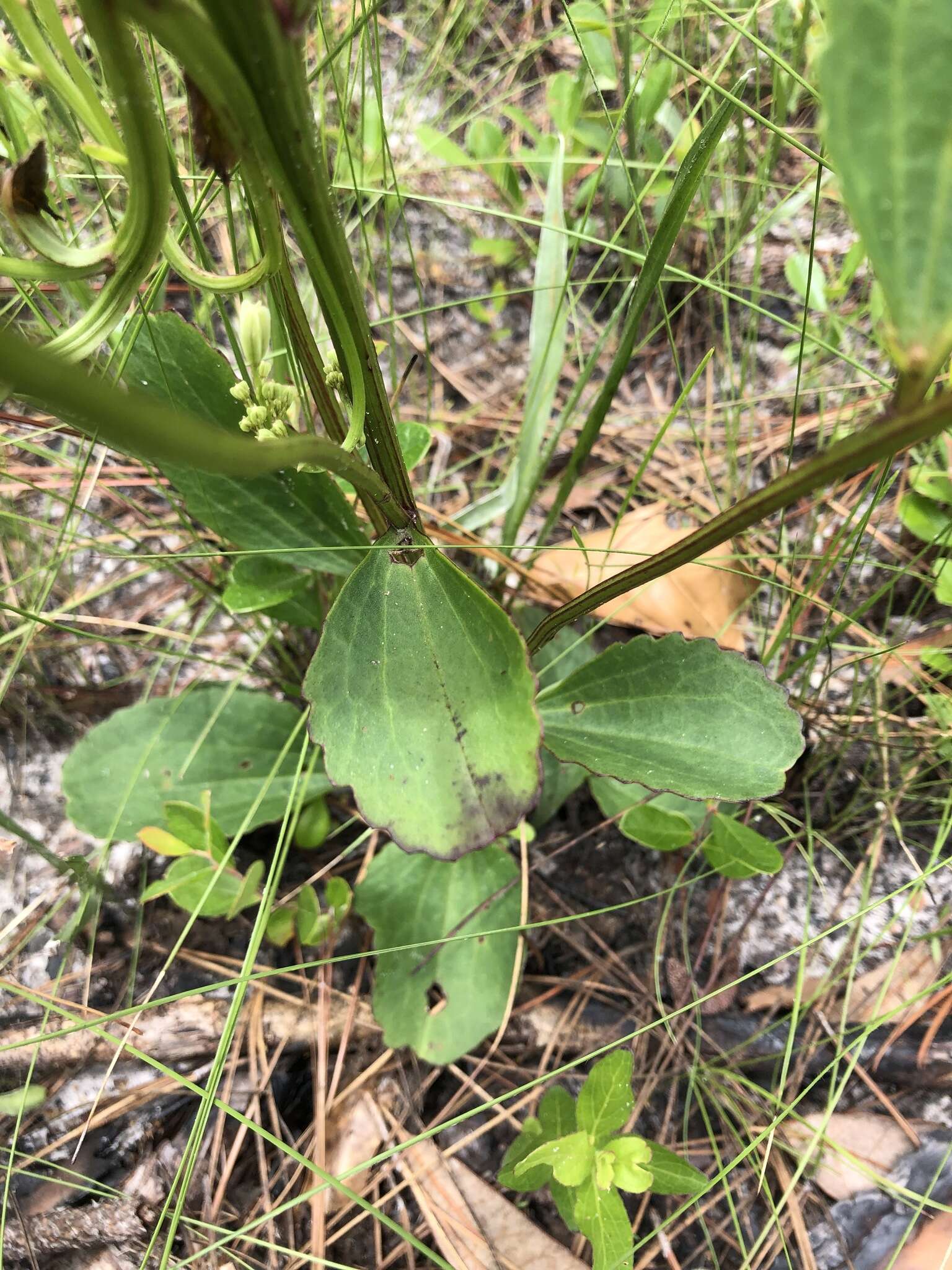 Image of Florida Indian plantain