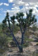 Image of Joshua tree