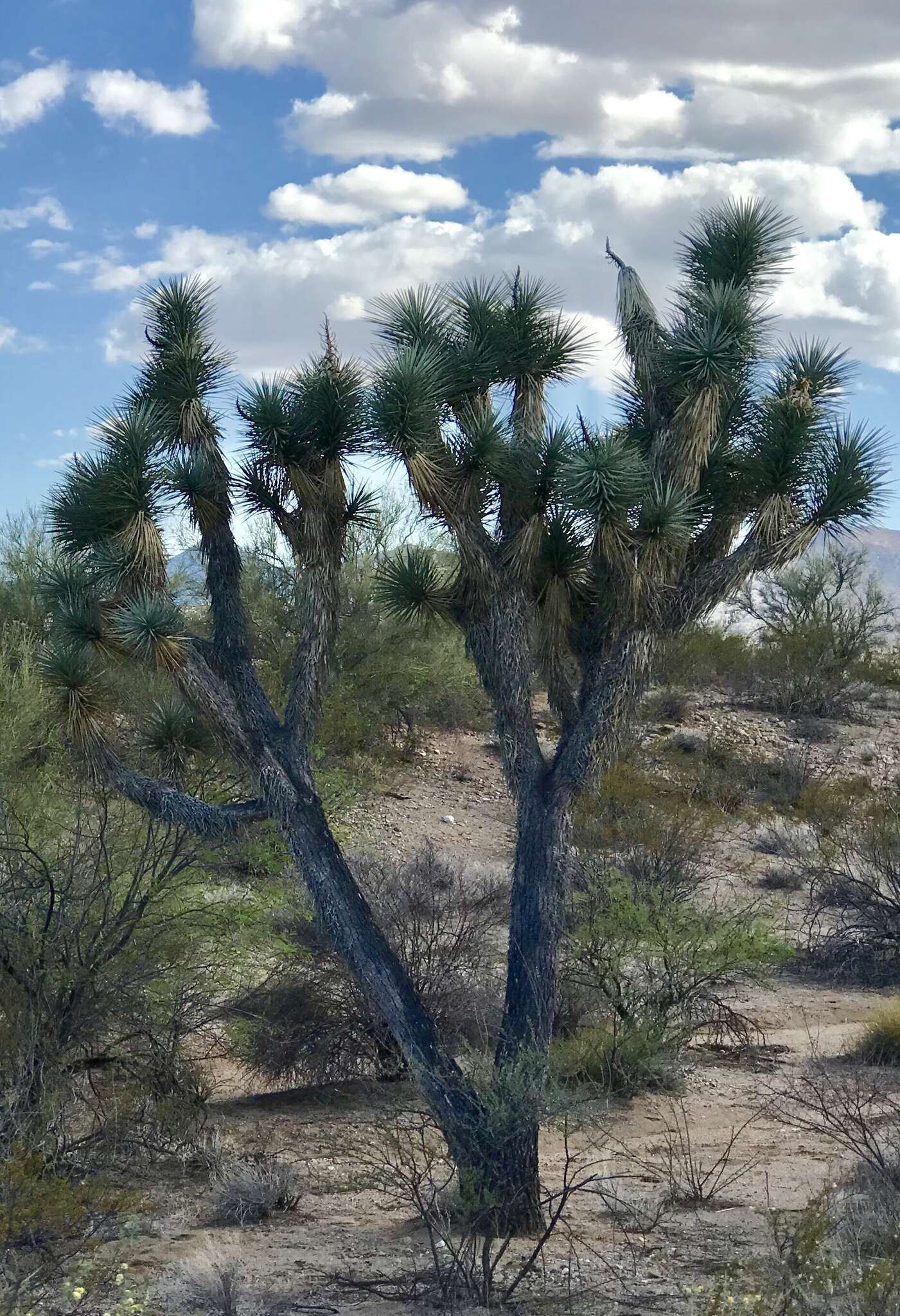 Image of Joshua tree