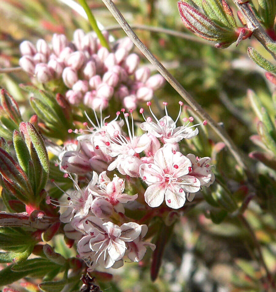 Imagem de Eriogonum fasciculatum Benth.