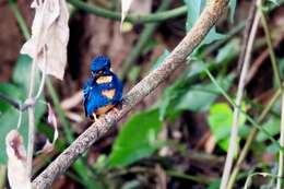 Image of Dwarf River Kingfisher