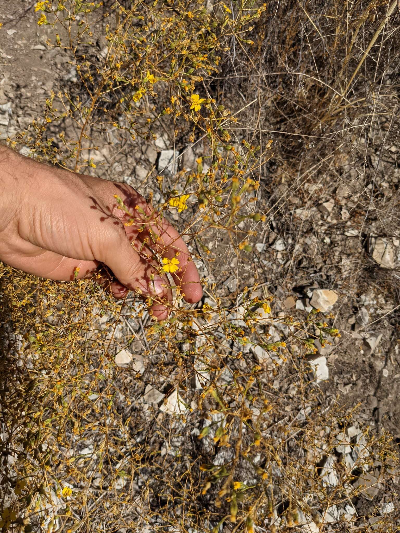 Image of threeray tarweed