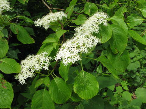 Image of giant dogwood