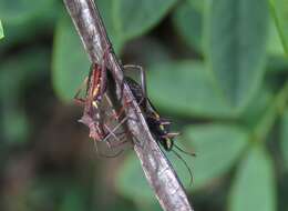 Image of brown bean bug