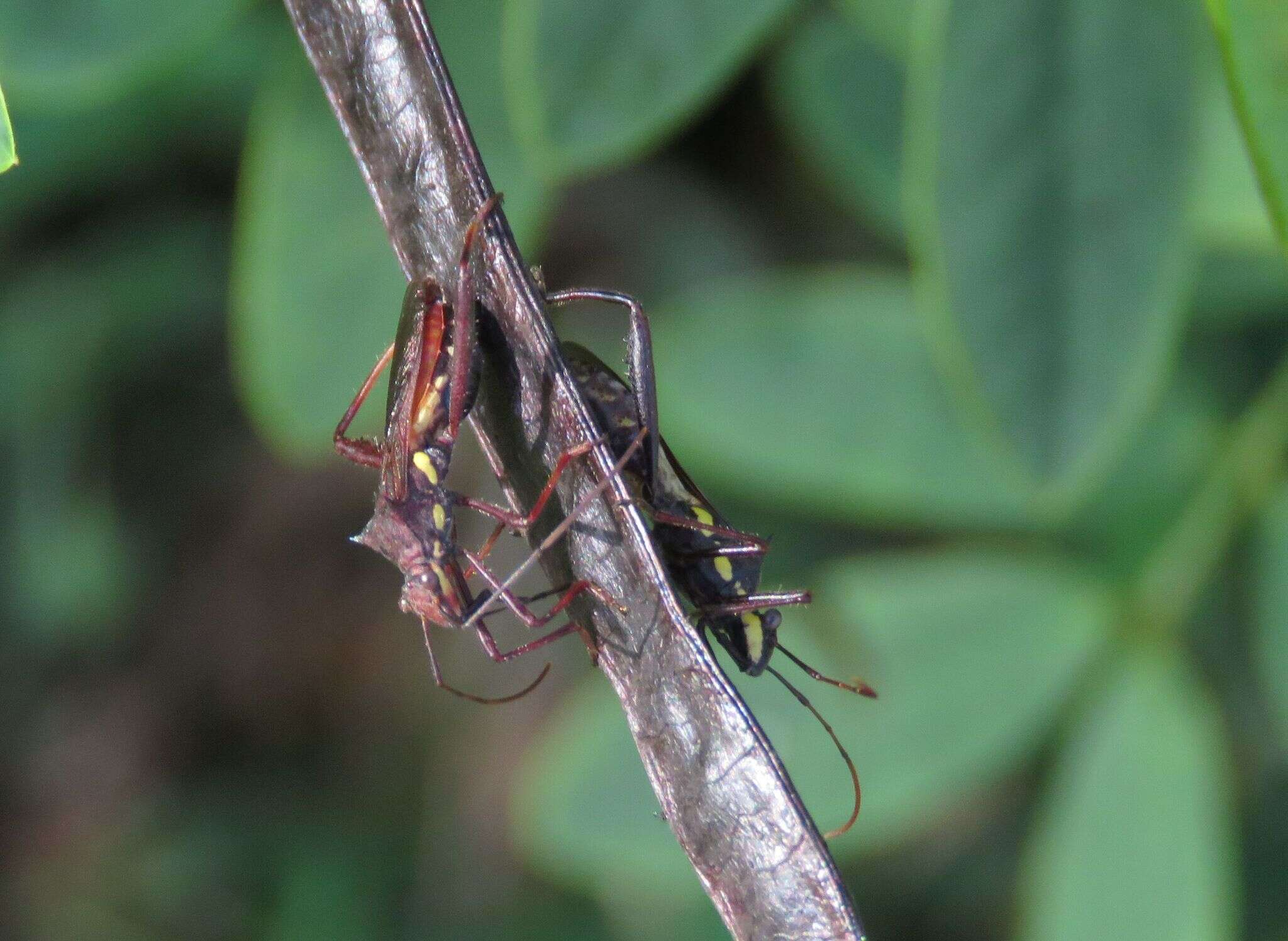 Image of brown bean bug