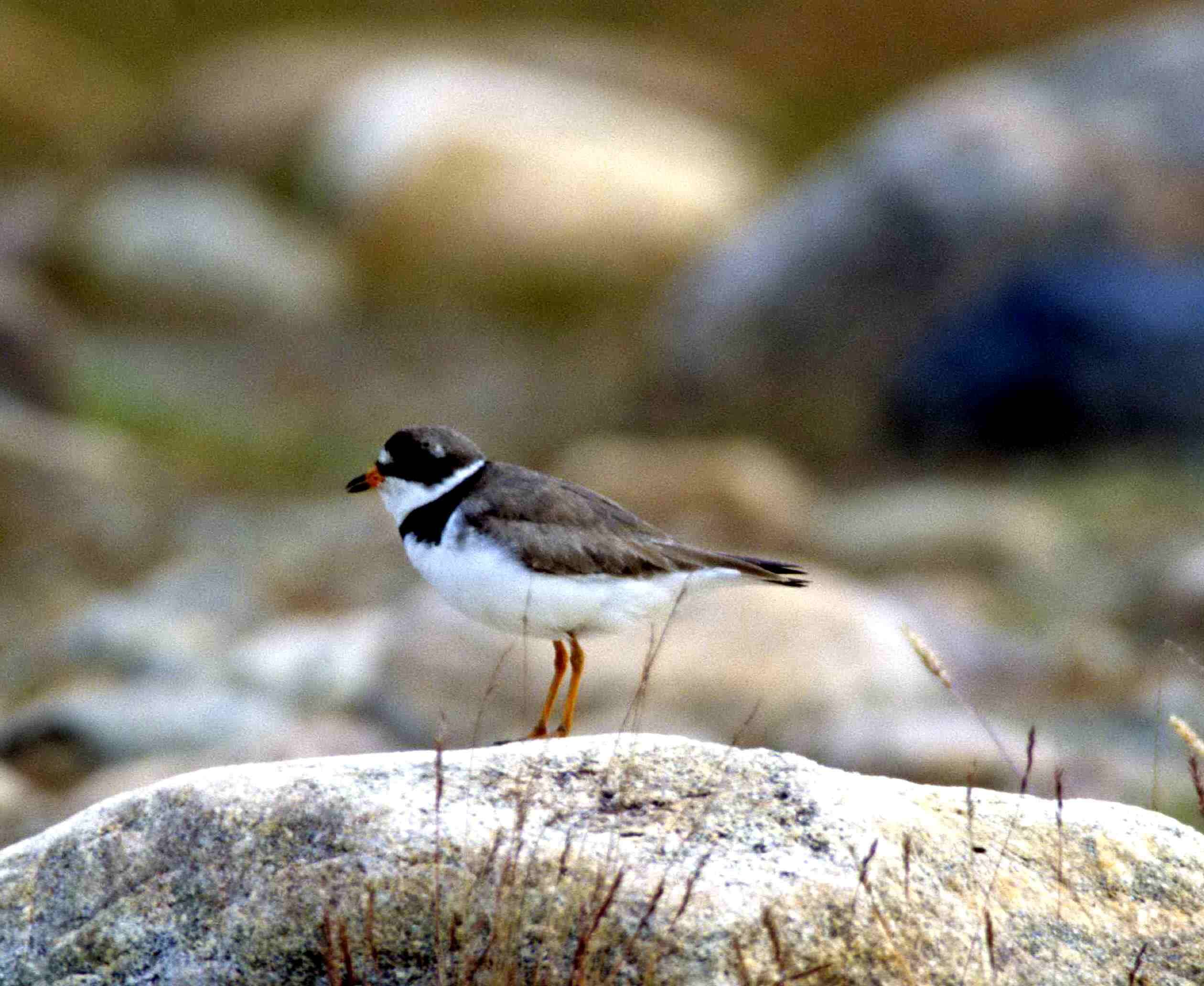 Image of Semipalmated Plover