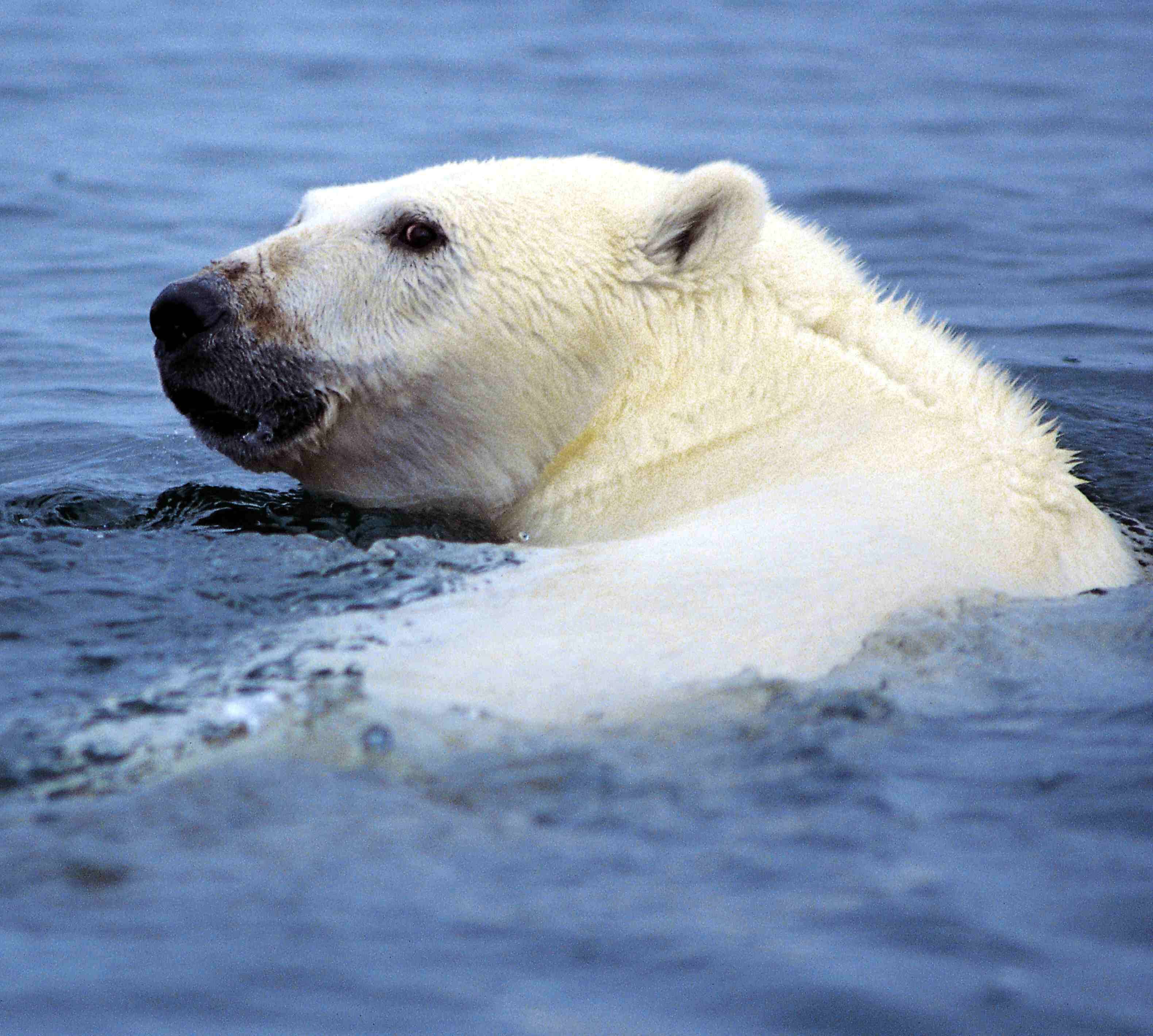 Imagem de urso-polar