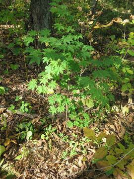 Image of Keijo Maple