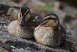 Image of Common Mallard