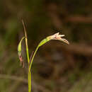 Image of Diuris eborensis D. L. Jones