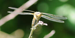 Image of Broad-bodied chaser