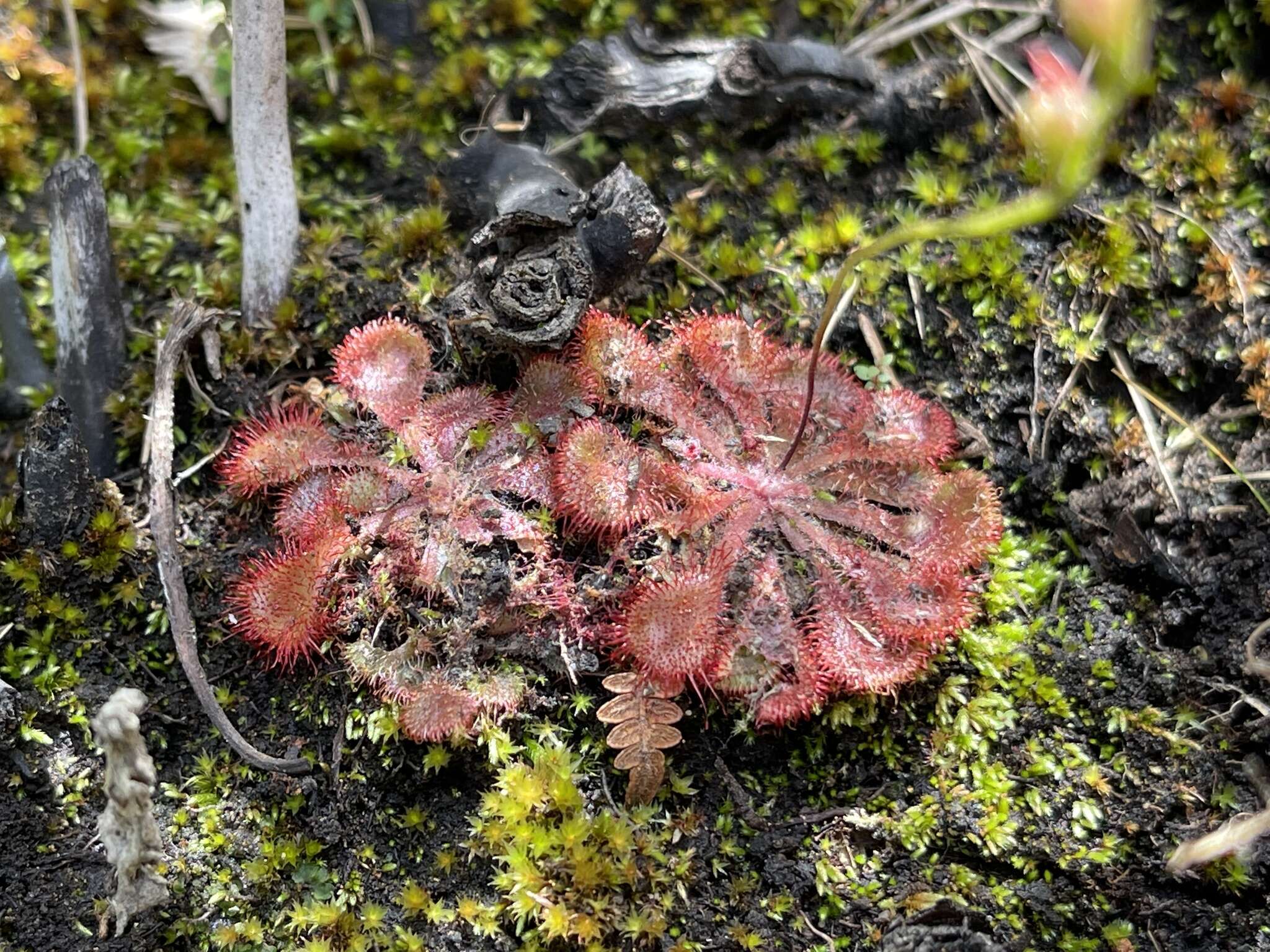 Image of Drosera dielsiana Exell & Laundon