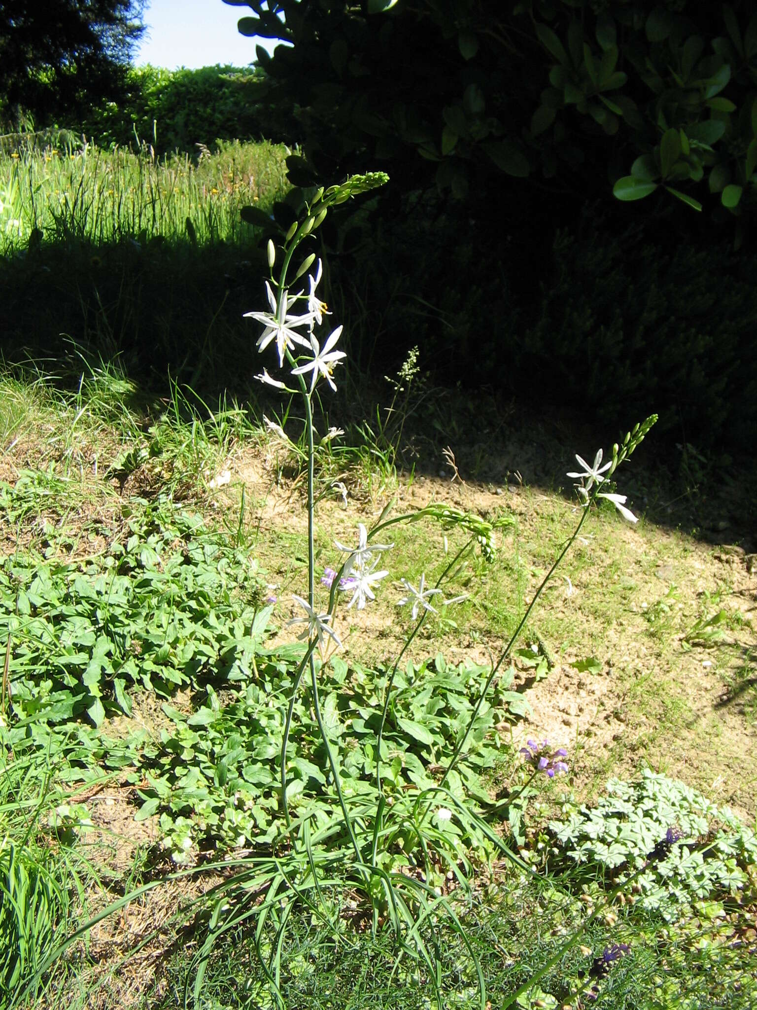 Image of St. Bernard’s lily