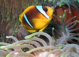 Image of Clownfish