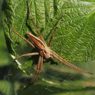 Image of Nursery-web spider